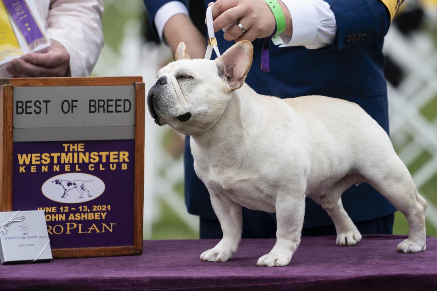 Big winning whippet Pekingese face off at Westminster show AP News